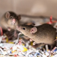 Nečekané příběhy parazitů: co jejich křížení prozrazuje o šíření nemocí